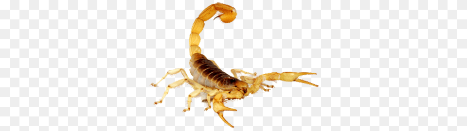 Scorpion, Animal, Invertebrate, Spider Free Png Download