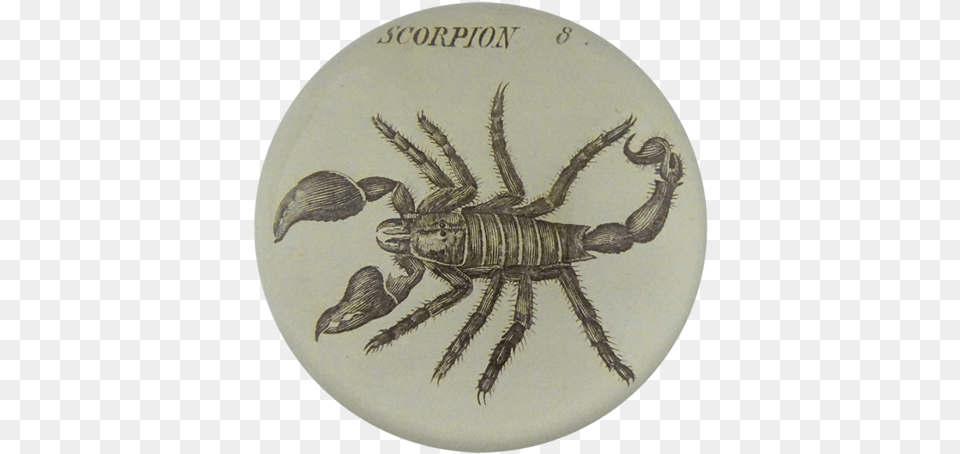 Scorpion 8 Scorpion Crayfish, Animal, Insect, Invertebrate, Bird Free Transparent Png