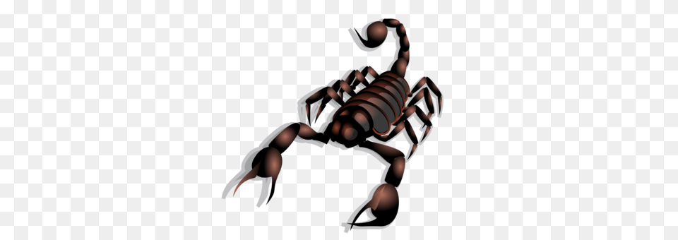 Scorpion Arachnid Venom Animal Computer Icons, Invertebrate, Baby, Person Png