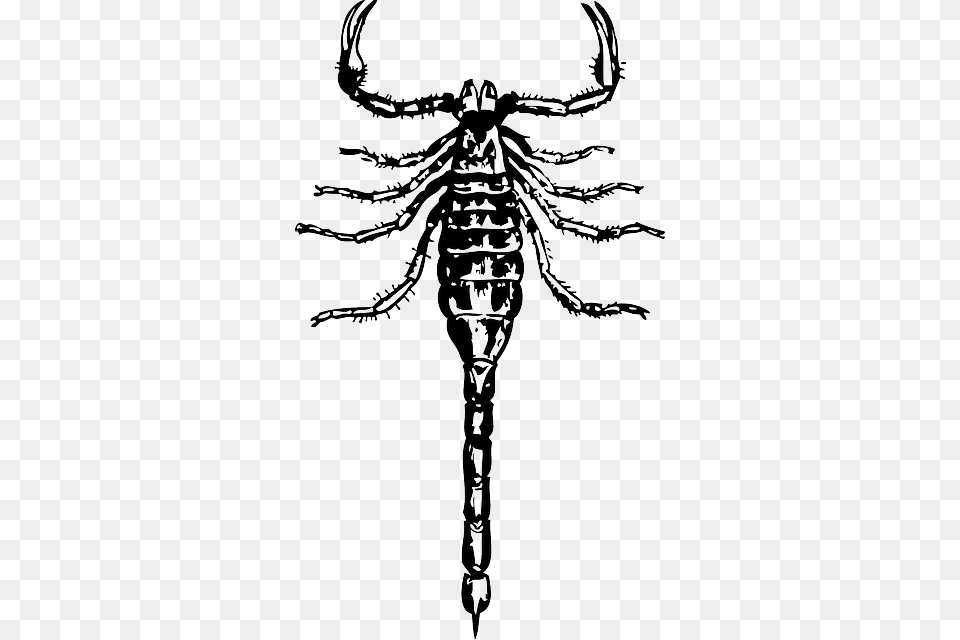 Scorpion Cartoon Insect Claws Scorpions Poisonous, Animal, Invertebrate, Person, Stencil Free Transparent Png