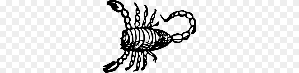 Scorpion Clip Art, Gray Png Image