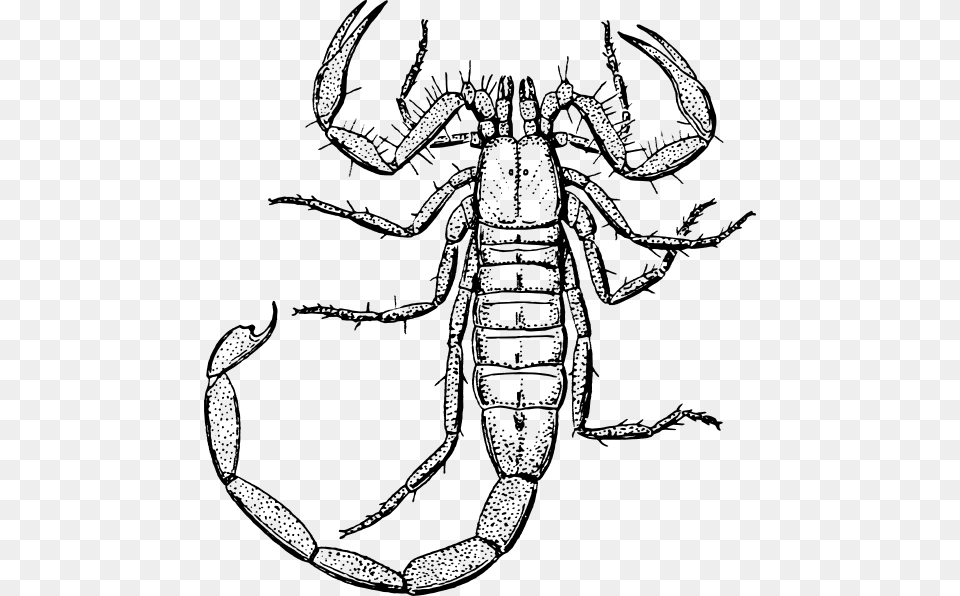 Scorpion Clip Art, Animal, Invertebrate, Spider, Drawing Free Png