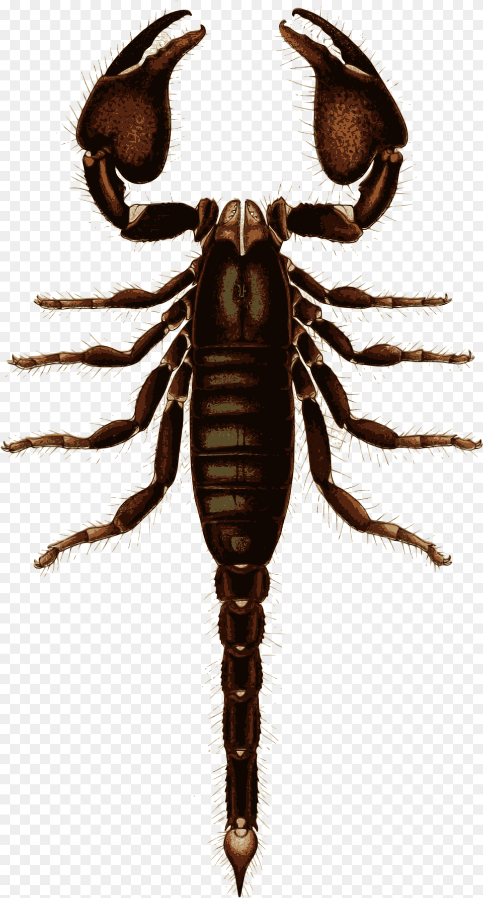 Scorpion Download, Animal, Dinosaur, Reptile Free Png