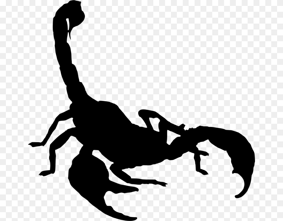 Scorpion Drawing Arachnid, Gray Png
