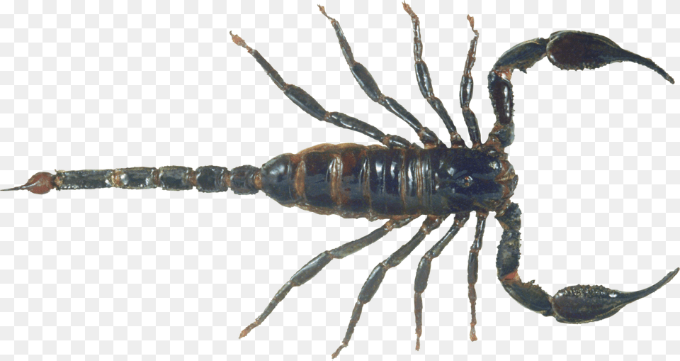 Scorpion 4 Scorpion, Animal, Insect, Invertebrate Free Png Download