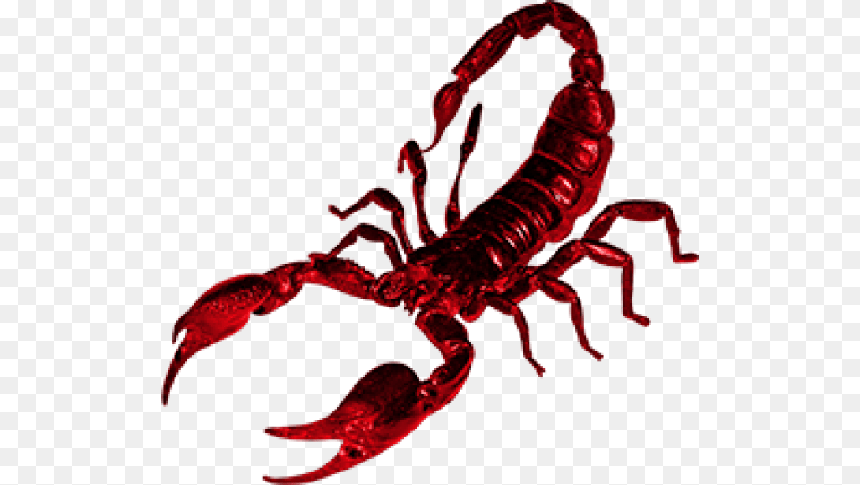Scorpion Red Scorpion, Animal, Food, Invertebrate, Lobster Free Png Download