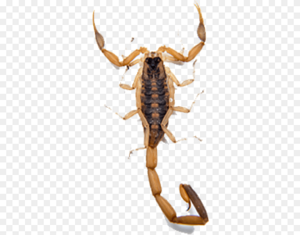 Scorpion Download Transparent Background Scorpion, Animal, Invertebrate, Kangaroo, Mammal Free Png