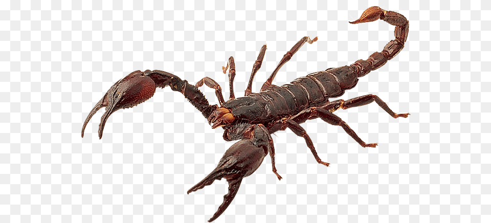 Scorpion Hd Scorpion, Animal, Food, Invertebrate, Lobster Free Png Download
