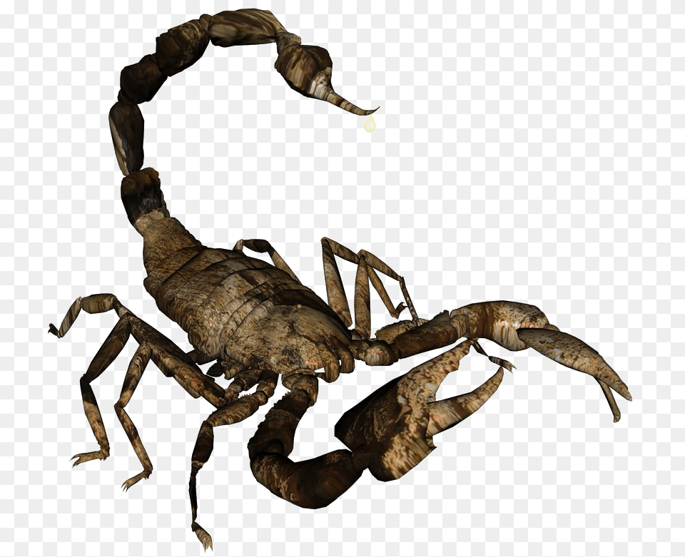 Scorpion No Background Scorpion Transparent Background, Animal, Food, Invertebrate, Lobster Free Png Download