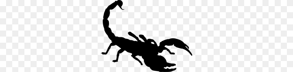 Scorpion Photos Clip Art, Gray Free Transparent Png