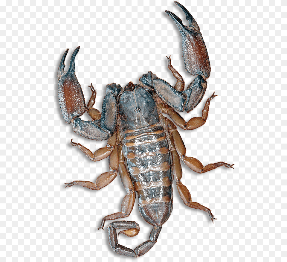 Scorpion Pincers, Animal, Insect, Invertebrate Free Png Download