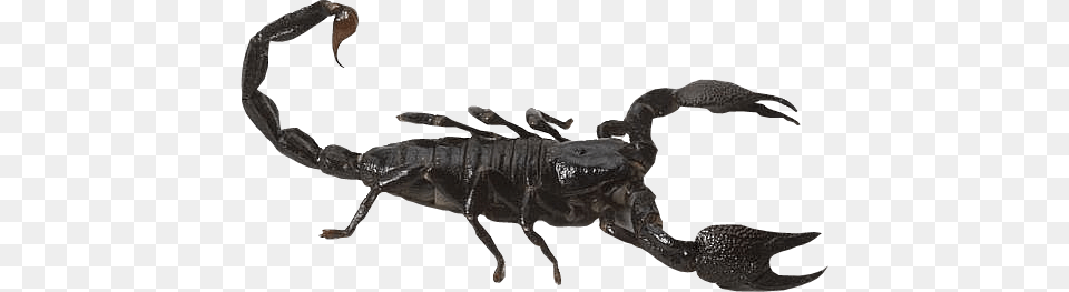 Scorpion Scorpion Background, Animal, Invertebrate, Fish, Sea Life Free Png Download