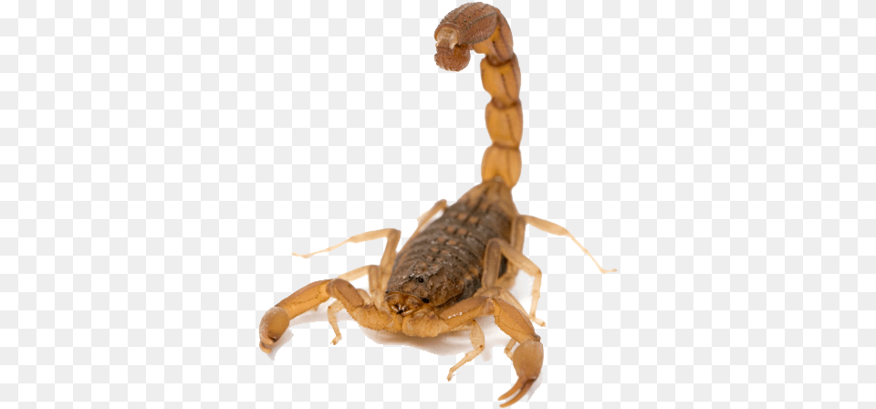 Scorpion Scorpion White Background, Animal, Insect, Invertebrate Png Image