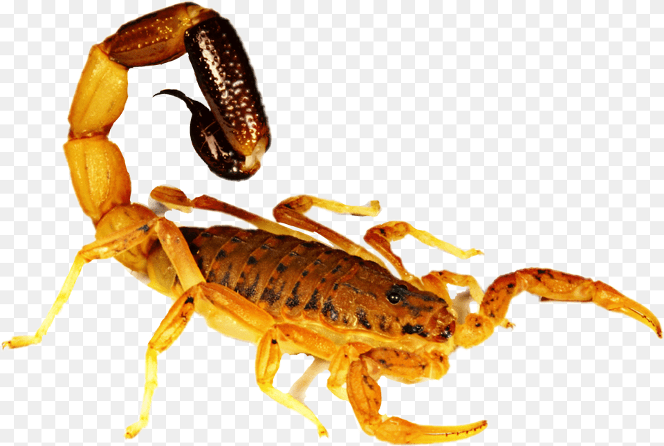 Scorpion Sticker Scorpion, Animal, Invertebrate, Insect Png Image