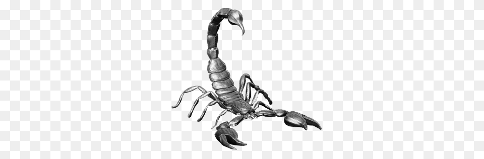 Scorpion Studios, Animal, Invertebrate, Spider Png Image