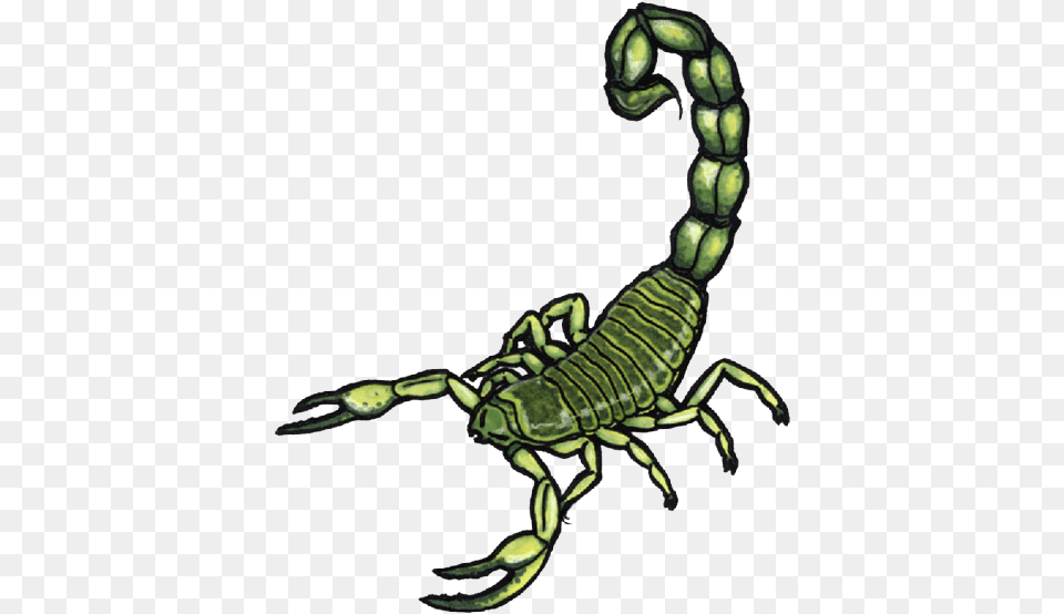 Scorpion Tattoos Clipart Tail Tattoo, Animal, Invertebrate, Insect Free Transparent Png