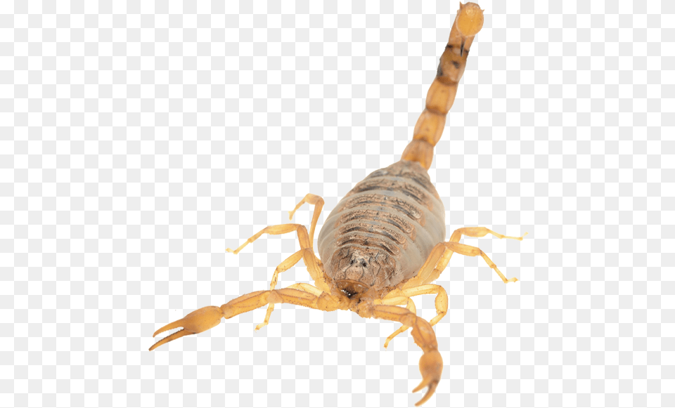 Scorpion Tips Scorpion, Animal, Insect, Invertebrate Free Transparent Png