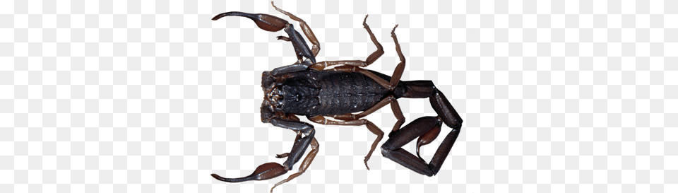 Scorpions Florida Scorpions, Animal, Insect, Invertebrate, Scorpion Png Image