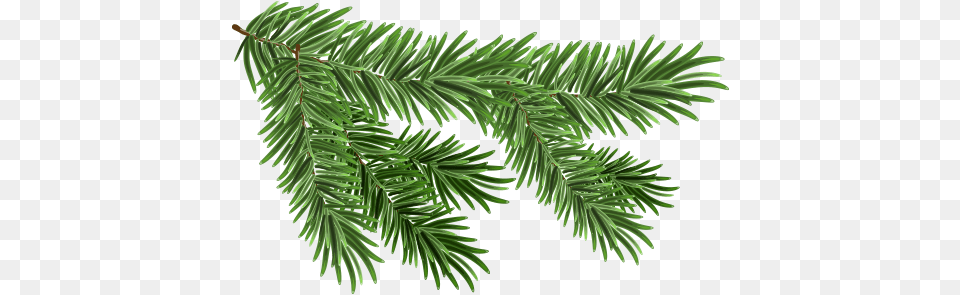 Scotch Pine Pine Tree Branch, Conifer, Fir, Plant, Yew Free Png Download