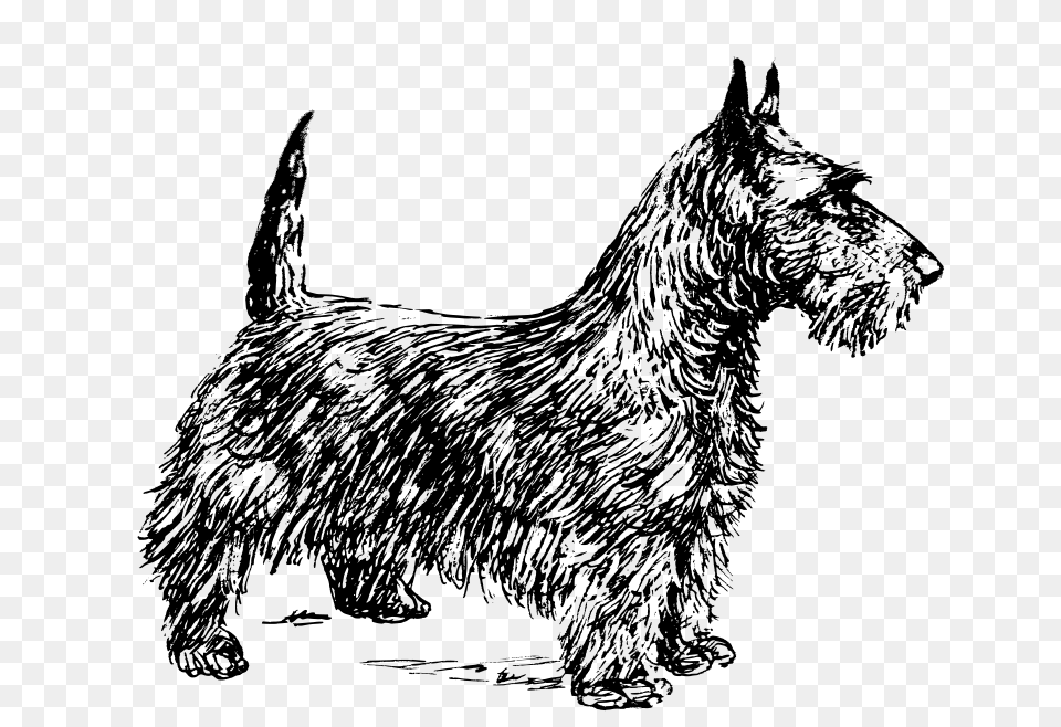 Scotch Terrier, Gray Free Transparent Png