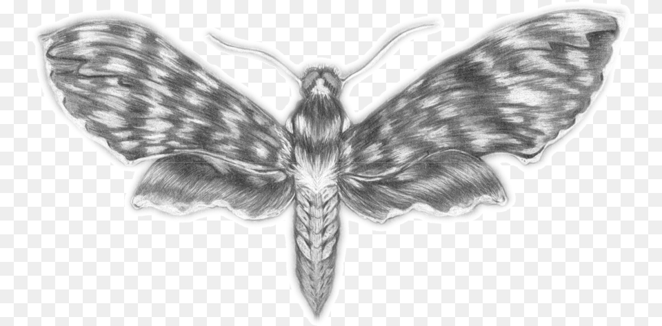 Scotoscopes Insect, Art, Drawing, Person, Angel Png Image