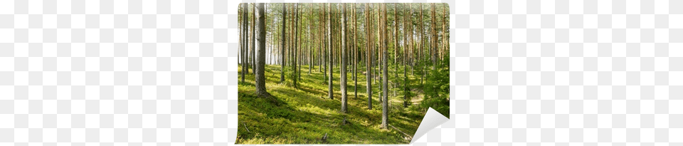 Scots Pine, Woodland, Vegetation, Tree, Scenery Free Png