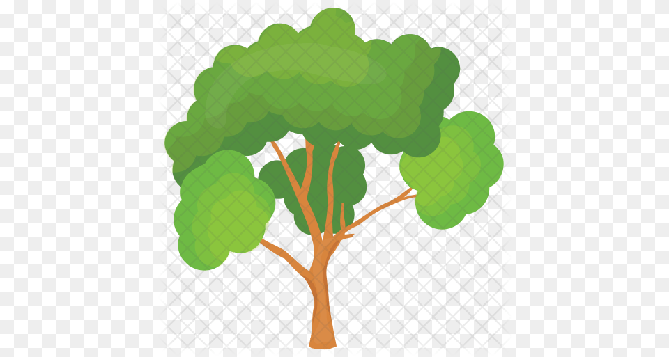 Scots Pine Tree Icon Maidenhair Tree, Green, Plant, Vegetation, Potted Plant Png