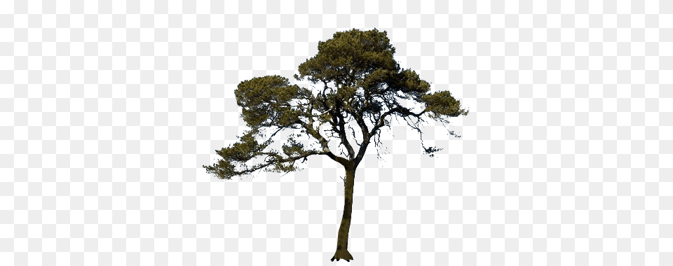 Scots Pine Tree Transparent Scots Pine Tree, Plant, Tree Trunk, Oak, Sycamore Png Image