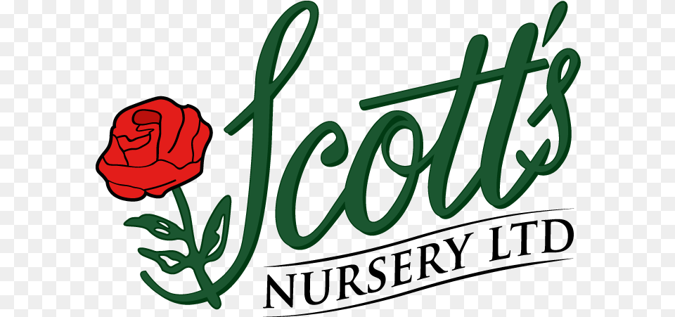 Scott S Nursery Scott39s Nursery, Flower, Plant, Rose, Text Free Transparent Png