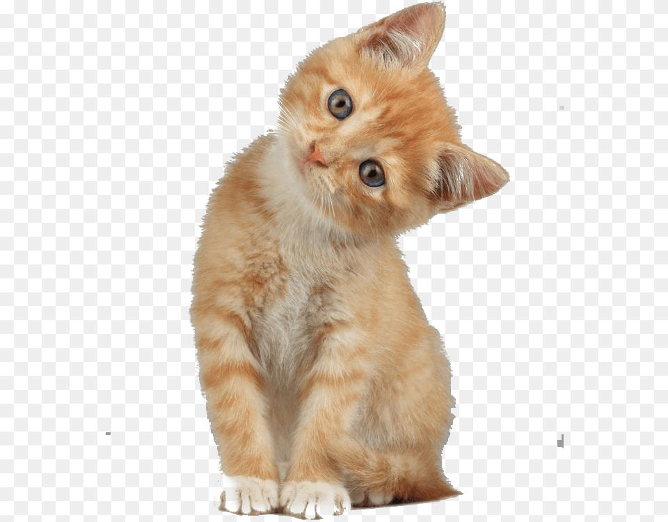 Scottish Fold Munchkin Cat Kitten Dog Cat With Head Tilted, Animal, Mammal, Pet, Manx Png Image