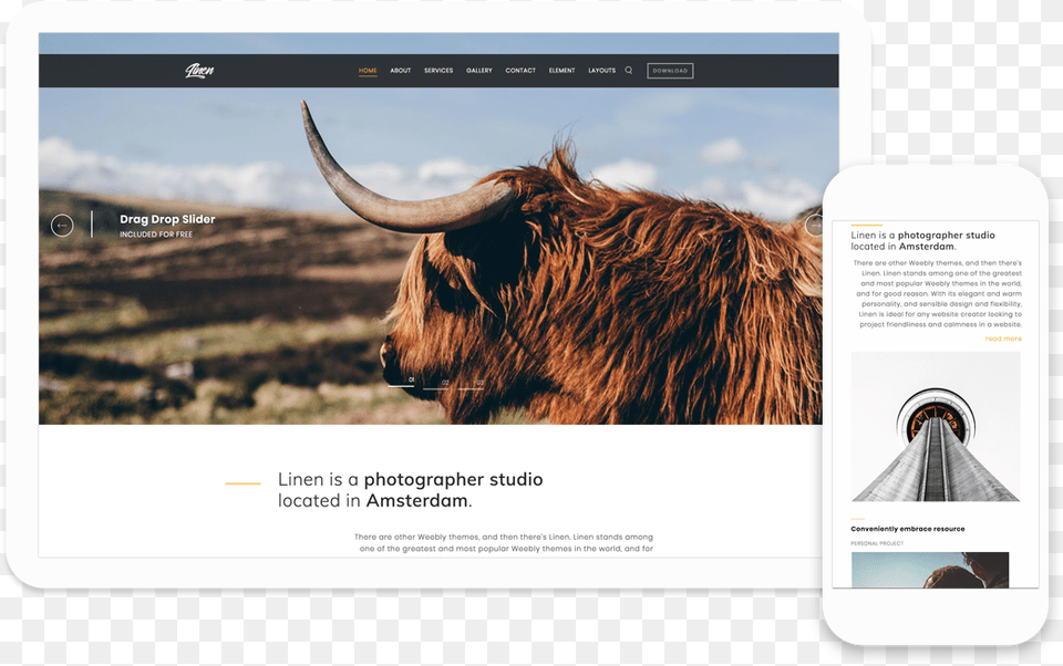 Scottish Highland Cow Side, Animal, Bull, Cattle, Livestock Free Png