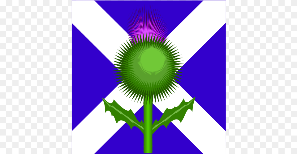Scottish Thistle And Flag Scotland Flag And Thistle, Flower, Green, Plant, Leaf Png Image