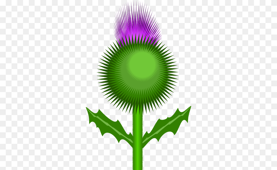 Scottish Thistle Clip Art, Flower, Plant Free Png