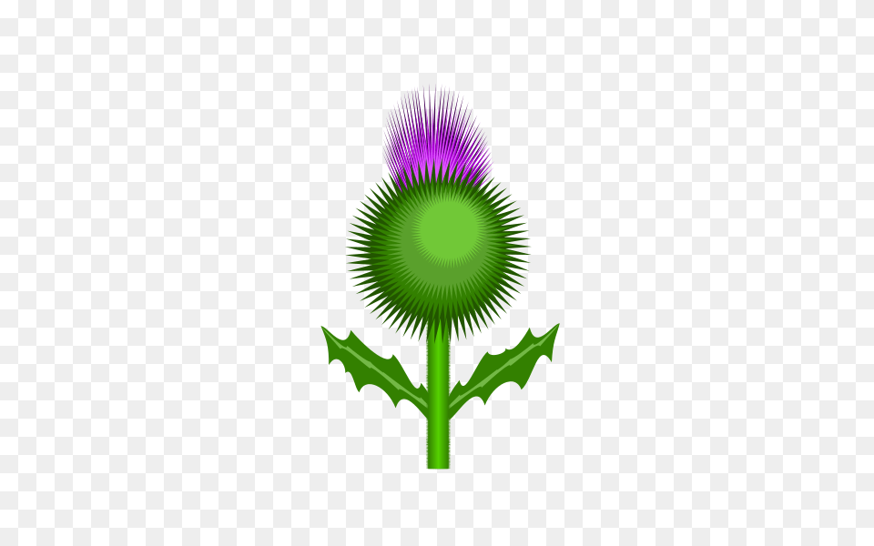 Scottish Thistle Clip Arts For Web, Flower, Green, Plant Free Png Download