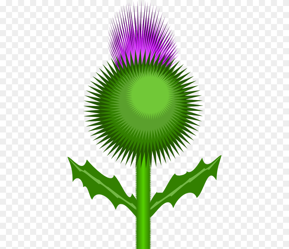 Scottish Thistle Clipart, Flower, Plant Free Png