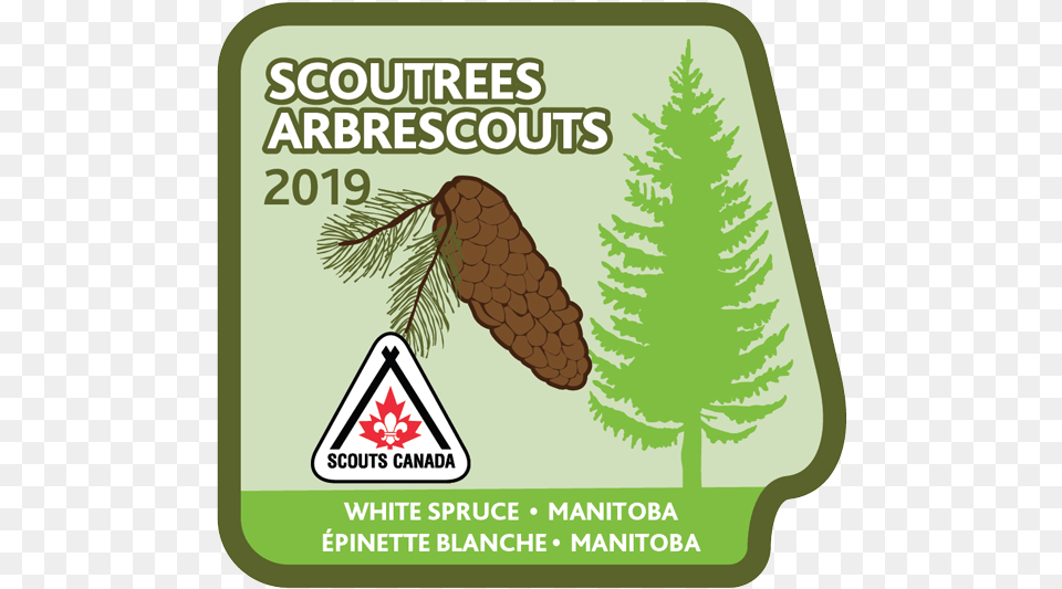 Scouts Canada, Conifer, Fir, Tree, Plant Png Image
