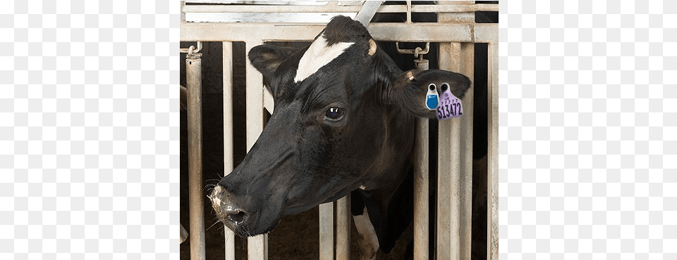 Scr Ear Tag, Animal, Cattle, Cow, Dairy Cow Free Transparent Png