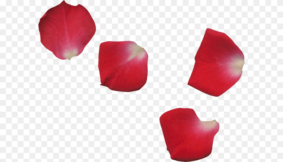 Scrap De Ptalos De Flores Rose Leaf, Flower, Petal, Plant Free Transparent Png