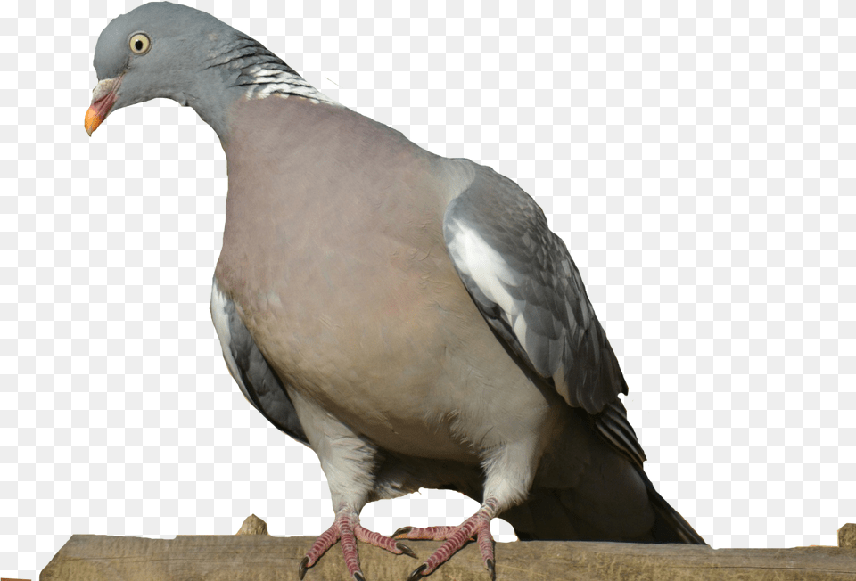 Scrap Digital, Animal, Bird, Pigeon, Dove Png Image