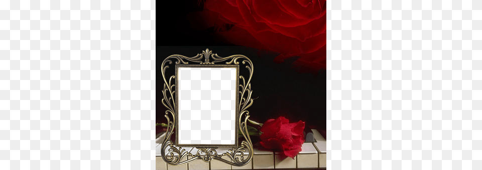 Scrapbook Flower, Plant, Rose, Photo Frame Free Png