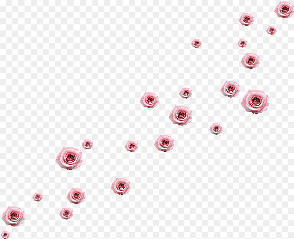 Scrapbook Elements, Flower, Plant, Rose, Petal Png Image