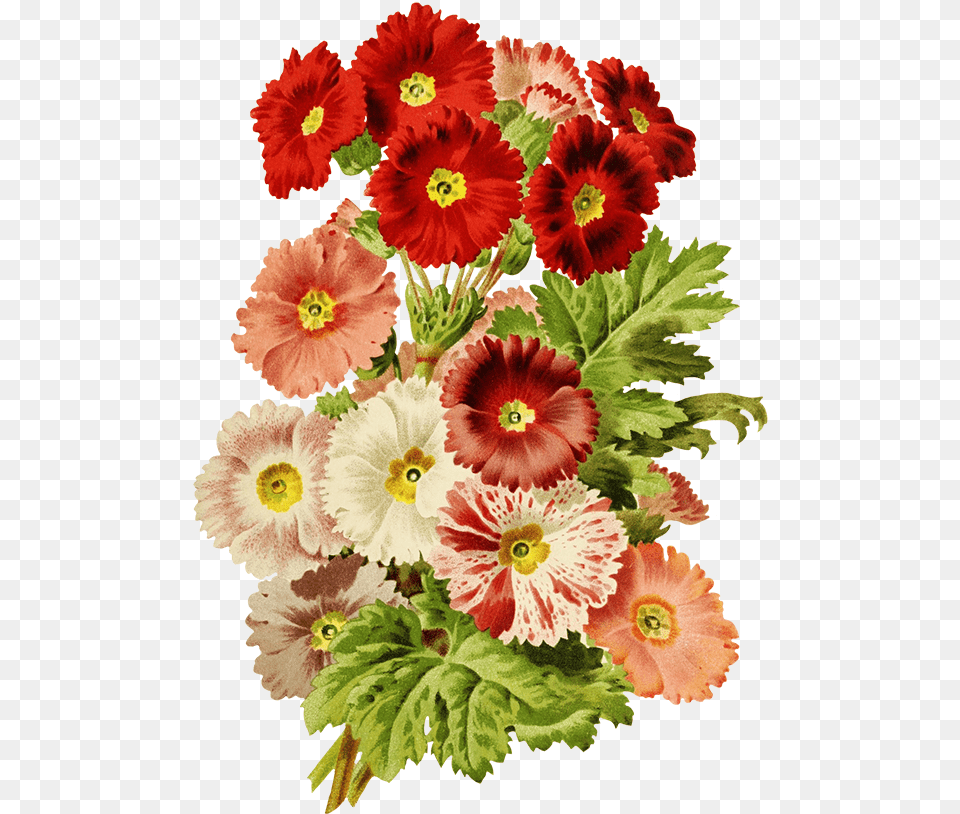 Scrapbooking Flowers Red And Pink Barberton Daisy, Flower, Plant, Anemone, Geranium Free Png Download