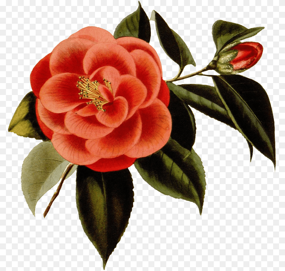 Scrapbooking Red Flower Japanese Camellia, Dahlia, Plant, Rose, Petal Free Transparent Png