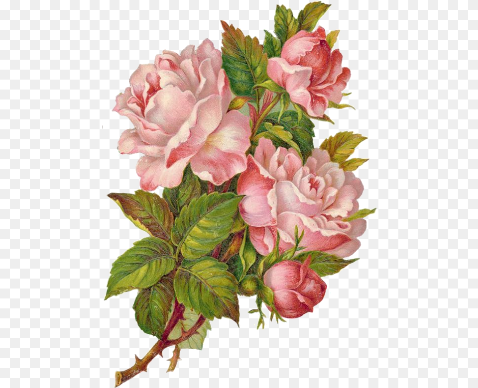 Scraps Flower, Plant, Rose, Art, Painting Free Transparent Png