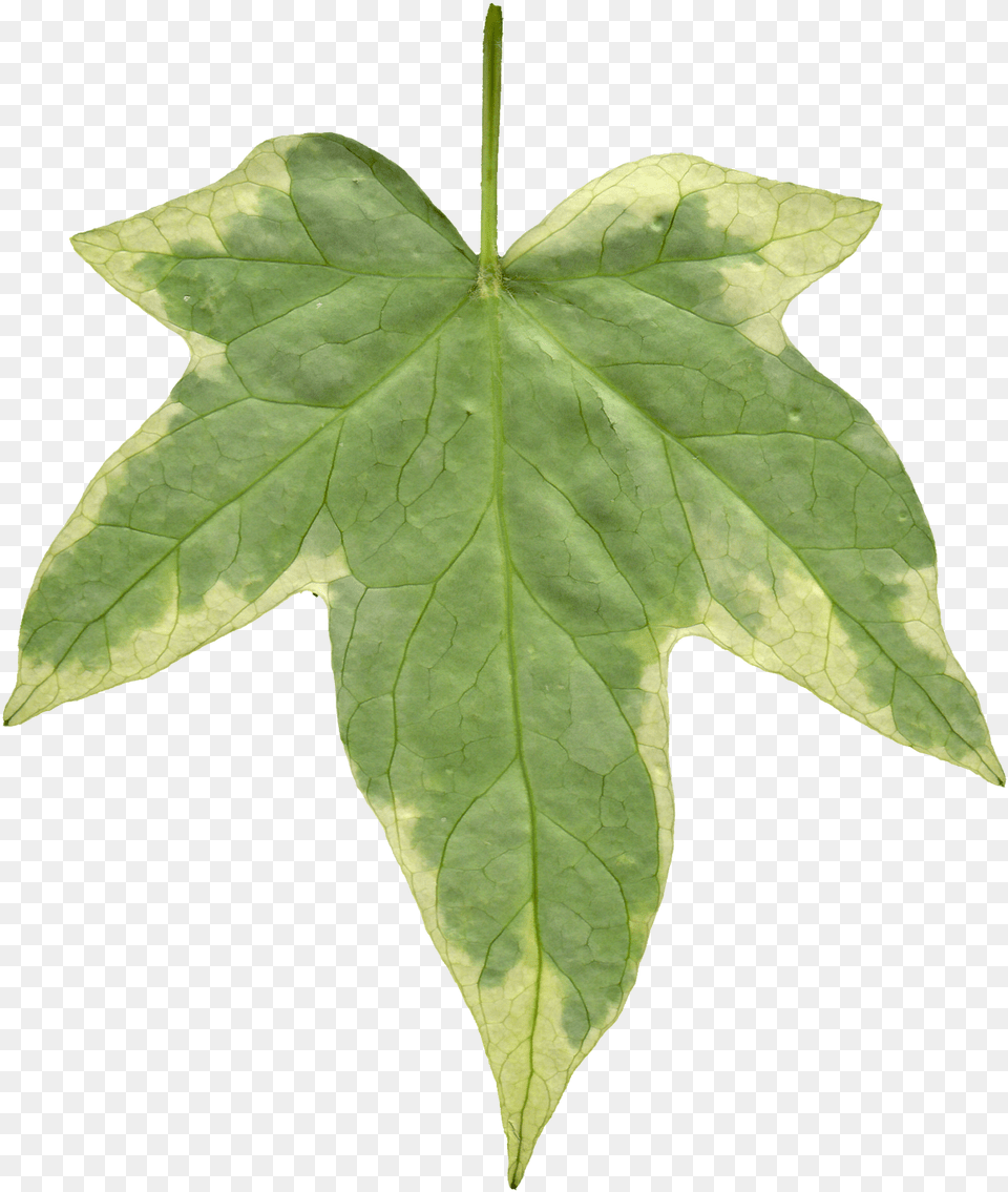 Scratch Texture Transparent Ivy Leaf, Plant, Tree, Maple, Maple Leaf Free Png