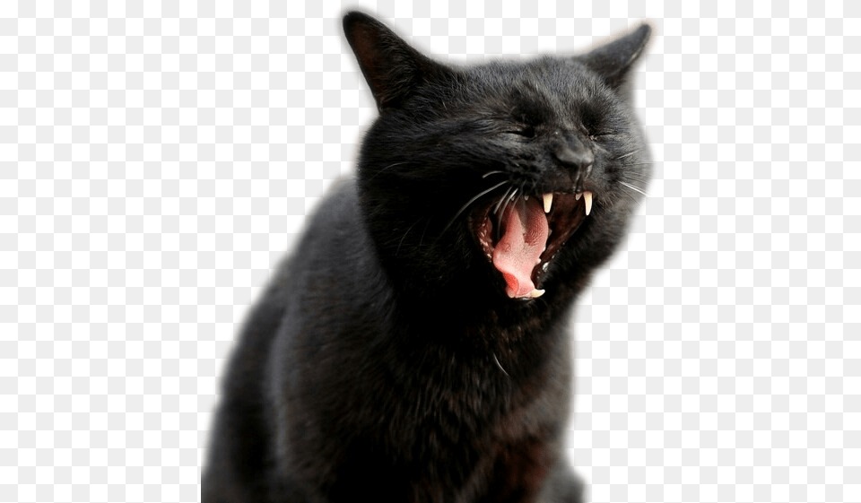 Screaming Cat Transparent, Animal, Mammal, Pet, Black Cat Png