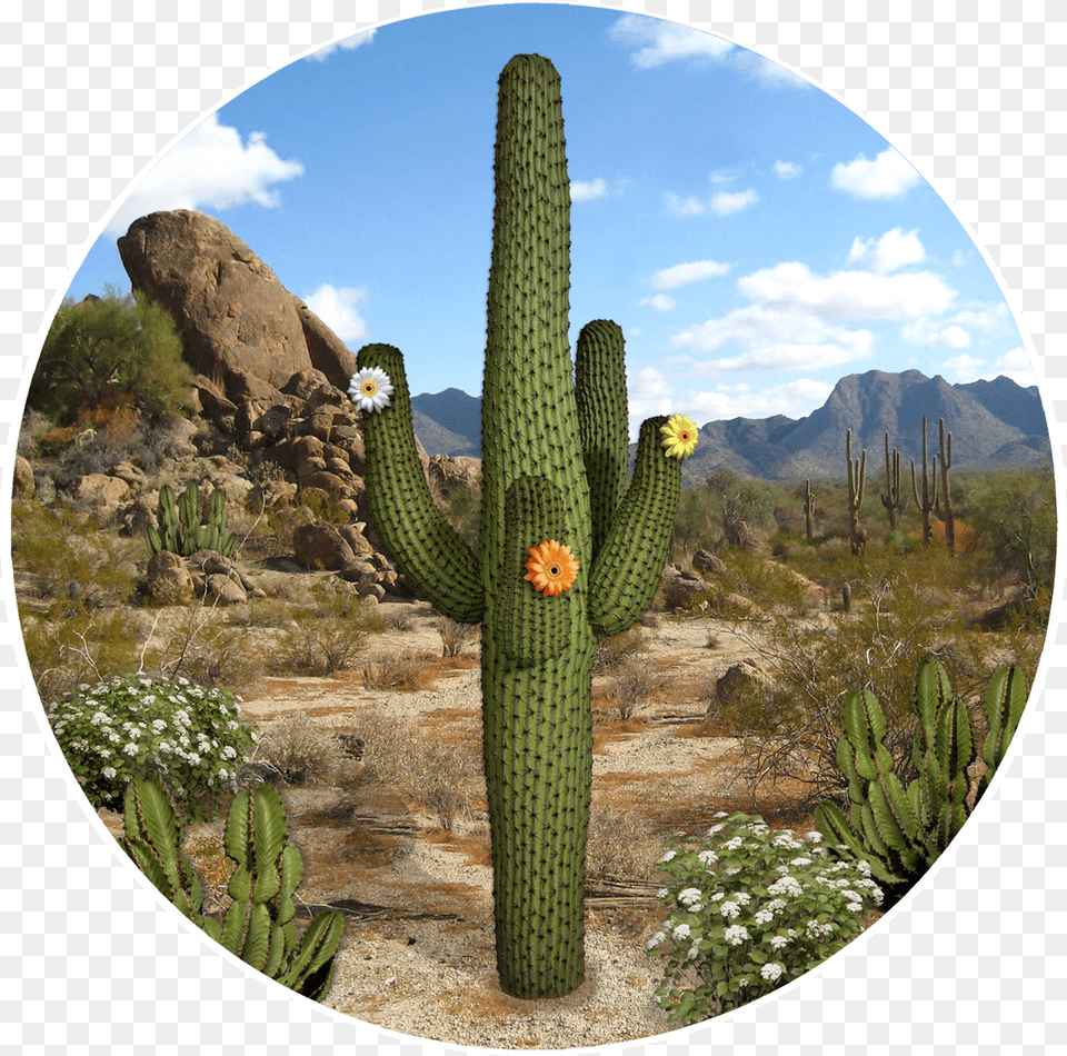 Screen De Cactus, Plant Free Png Download