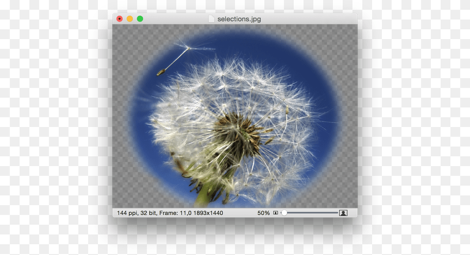 Screen Shot 2015 04 30 At, Flower, Plant, Dandelion Png Image