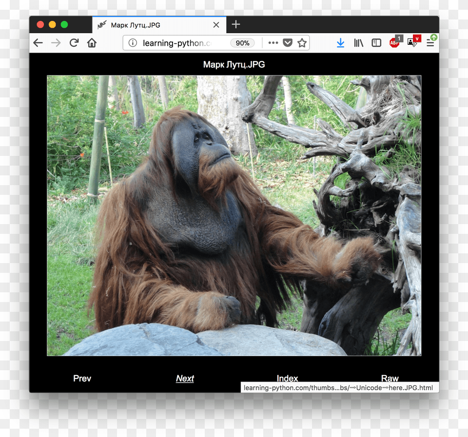 Screenshot, Wood, Wildlife, Pet, Animal Free Png