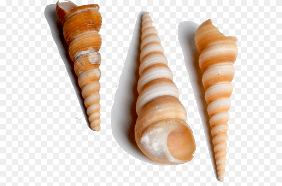 Screw Shell Collected For Their Unique Shape Screw Shell, Animal, Invertebrate, Sea Life, Seashell Png